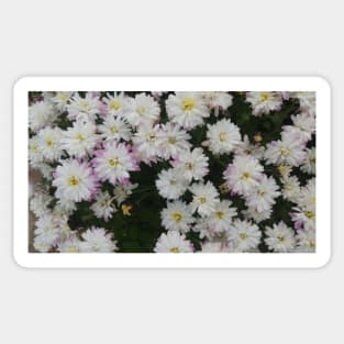 White and Purple Mums - Flowers Sticker